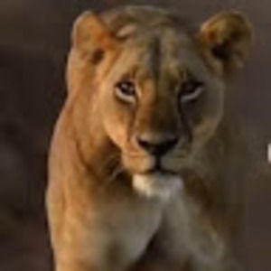 Meet your Posher, Kamoy